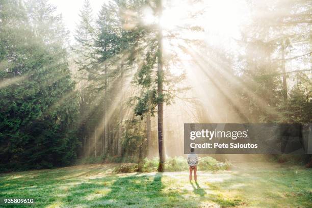 man standing, looking at sunlight shining through trees, rear view, bainbridge, washington, usa - bainbridge island wa stock pictures, royalty-free photos & images