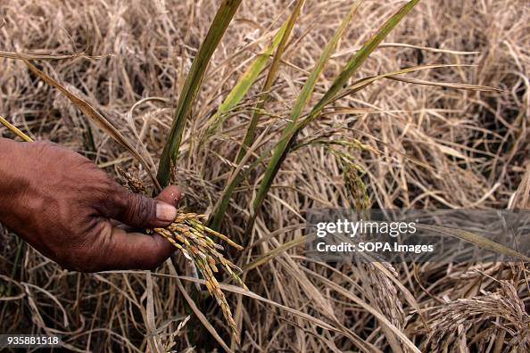Calista Rice Attack Farmers show rice that has decomposed due to pest attacks before ...