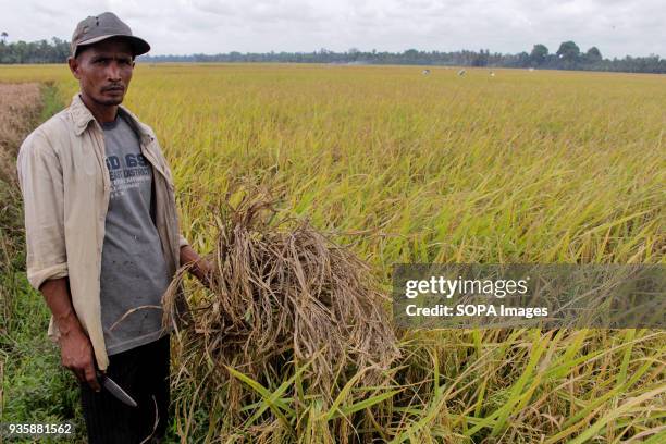 326 Pestilence Stock Photos, High-Res Pictures, and Images - Getty Images