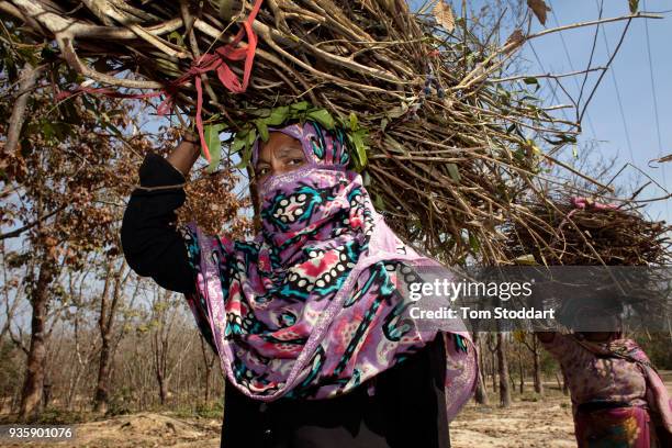 Rohingya woman collects firewood in a forest near the Kutupalong refugee camp on February 27, 2018 at Cox's Bazar, Bangladesh. . Over 655,000...