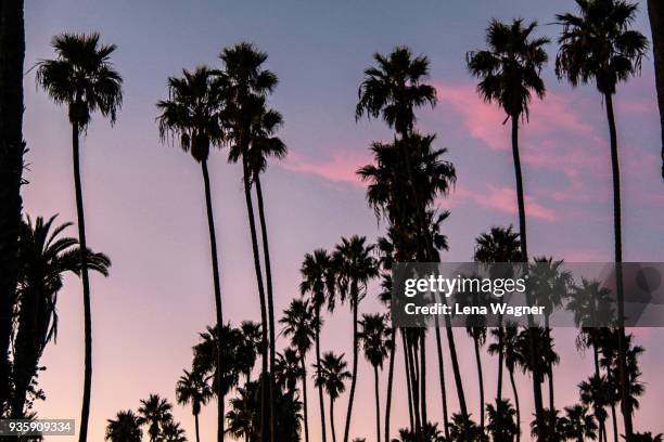 tall palm trees against pink sunset - la palm trees stock pictures, royalty-free photos & images