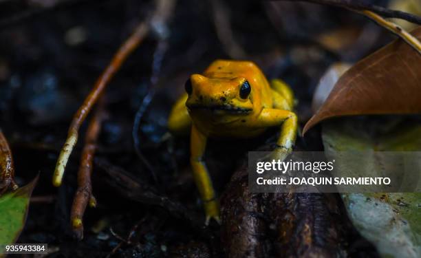 Golden poison frog is pictured at the Santa Fe zoo, in Medellin, Antioquia Department, Colombia, on March 21, 2018. - The Intergovernmental...