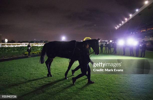 Winx parades in the mounting yard under the lights of the media after a trackwork session at Rosehill Gardens on March 22, 2018 in Sydney, Australia.