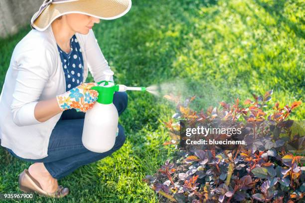 woman spraying flowers in the garden - crushed leaves stock pictures, royalty-free photos & images