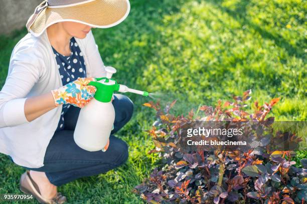 woman spraying flowers in the garden - crushed leaves stock pictures, royalty-free photos & images