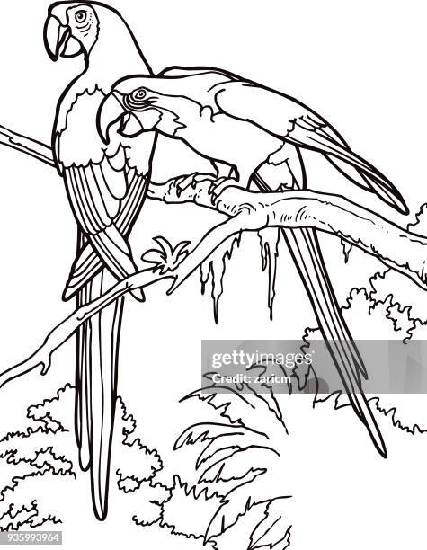 parrot - macaw stock illustrations