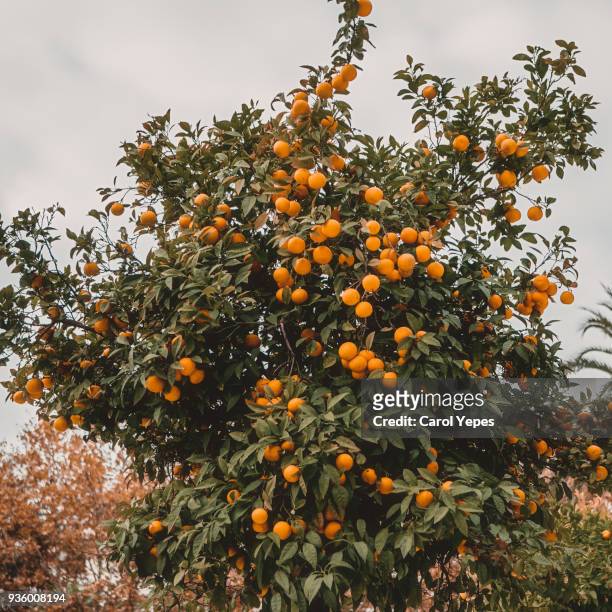iew of garden with orange trees hung with ripe fruits in the harvest.agricultural rural landscape - orange farm - fotografias e filmes do acervo