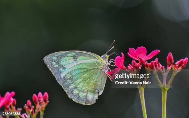 catopsilia pomona (crocale)/common emigrant/lemon emigrant-female/nagpur - butterfly maharashtra stock pictures, royalty-free photos & images