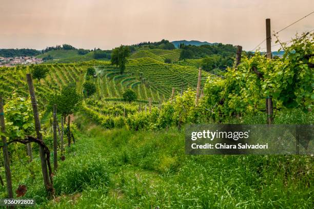 vineyards in conegliano-valdobbiadene - prosecco stock-fotos und bilder