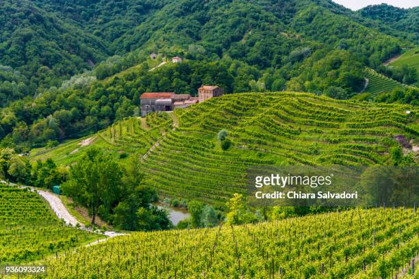 vineyards in conegliano-valdobbiadene - prosecco stock-fotos und bilder