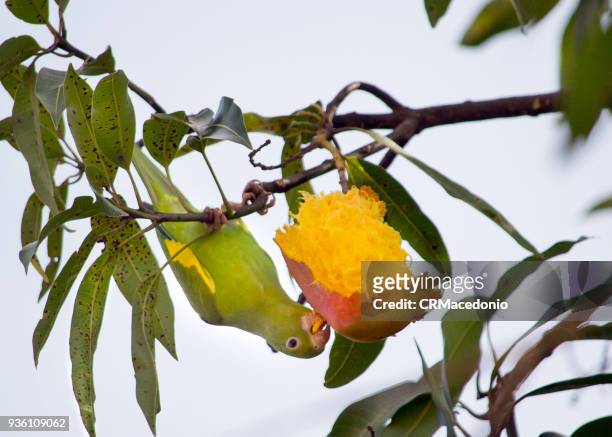 the yellow parakeet eating a delicious mango. - crmacedonio foto e immagini stock