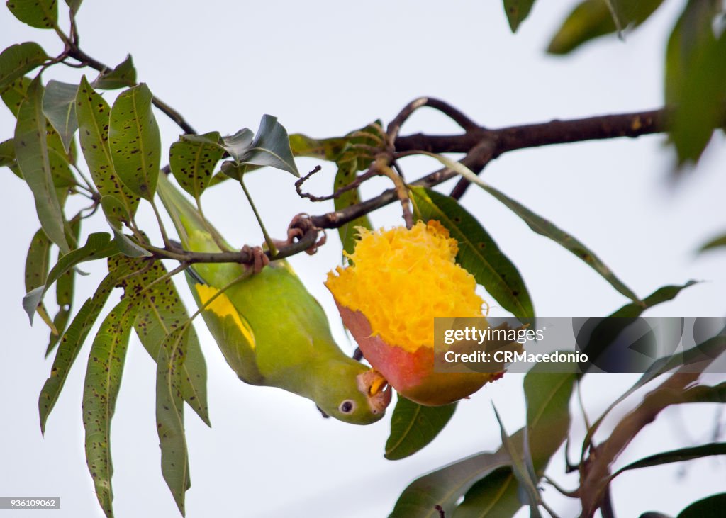 The yellow parakeet eating a delicious mango.