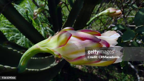 mandacaru (cereus jamacaru) flower. - crmacedonio stock-fotos und bilder