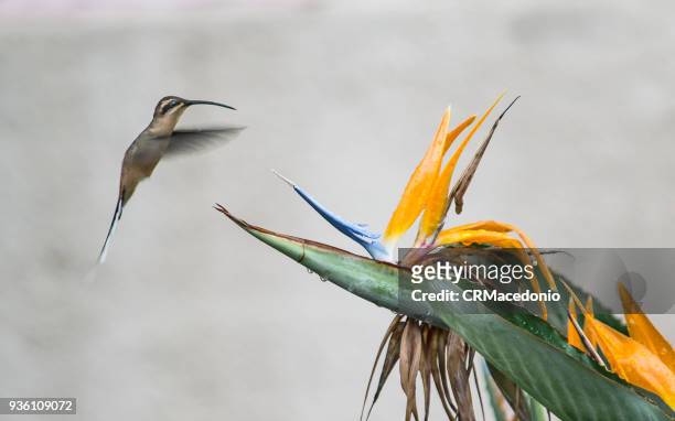 the hummingbird and the bird of paradise flower. - crmacedonio stock-fotos und bilder