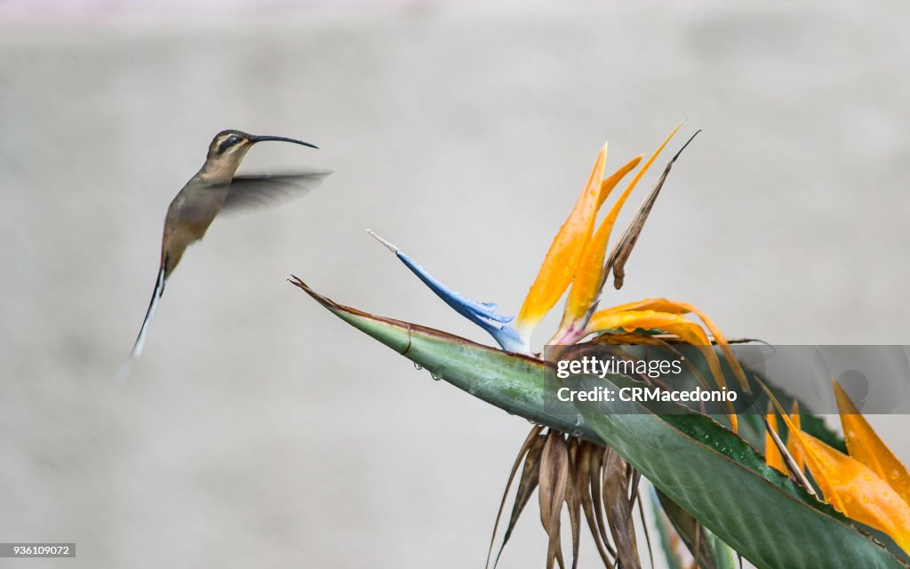 The hummingbird and the bird of paradise flower.