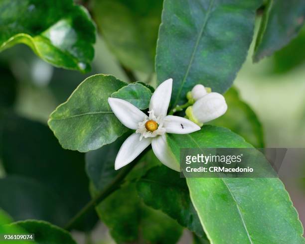 the beauty of the lemon (tahiti lime) blossom. - crmacedonio stock-fotos und bilder