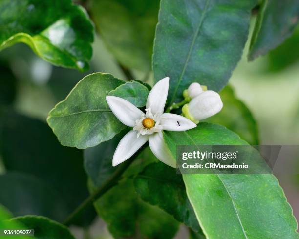 the beauty of the lemon (tahiti lime) blossom. - crmacedonio 個照片及圖片檔