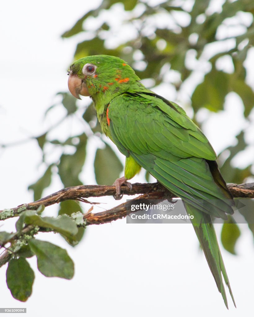 Pionus is a genus of medium-sized parrots native to Mexico