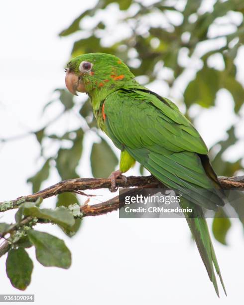 pionus is a genus of medium-sized parrots native to mexico - crmacedonio stock pictures, royalty-free photos & images