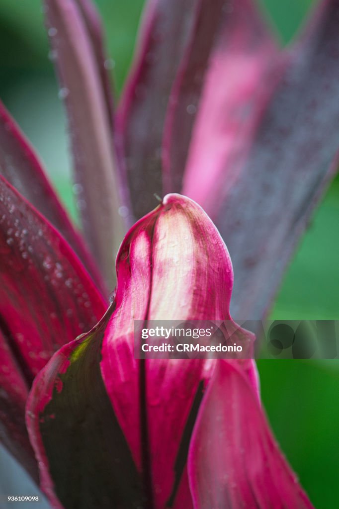 The beauty of Cordyline.