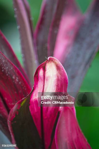 the beauty of cordyline. - crmacedonio stock pictures, royalty-free photos & images