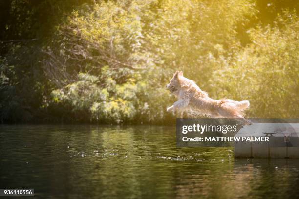 golden retriever jumping in lake - retriever jump stock pictures, royalty-free photos & images