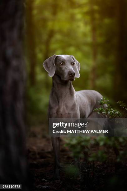 weimaraner in forest - weimaraner stock-fotos und bilder