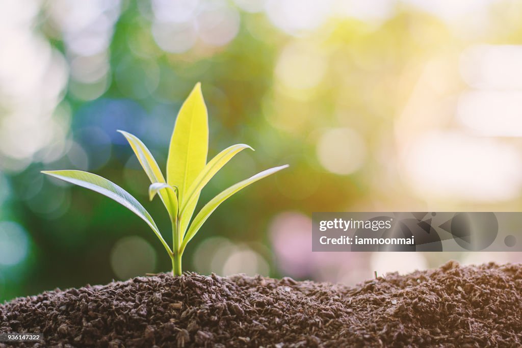 Plant growing from soil against blurred green natural background