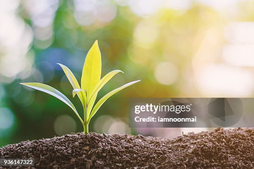 Plant growing from soil against blurred green natural background Plant growing from soil against blurred green natural background