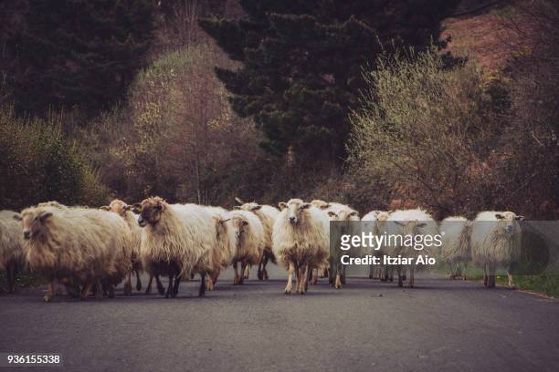 flock of sheep walking on the road - zumaia imagens e fotografias de stock