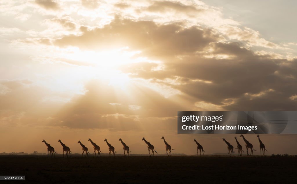Giraffes at sunset in Amboseli National Park, Amboseli, Rift Valley, Kenya
