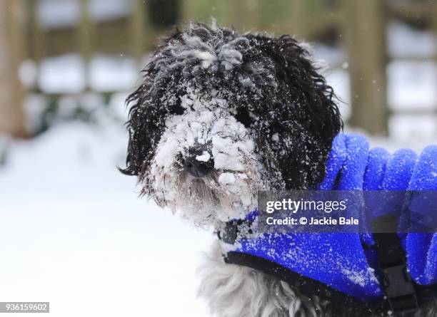cockapoo with snow on his face - cockapoo stock pictures, royalty-free photos & images