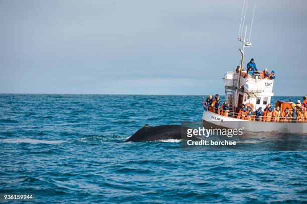 avistamiento de ballenas en islandia - whale watching fotografías e imágenes de stock