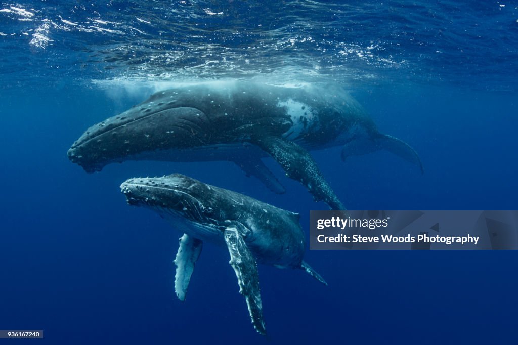 Humpback whale (Megaptera novaeangliae) and calf in the waters of Tonga