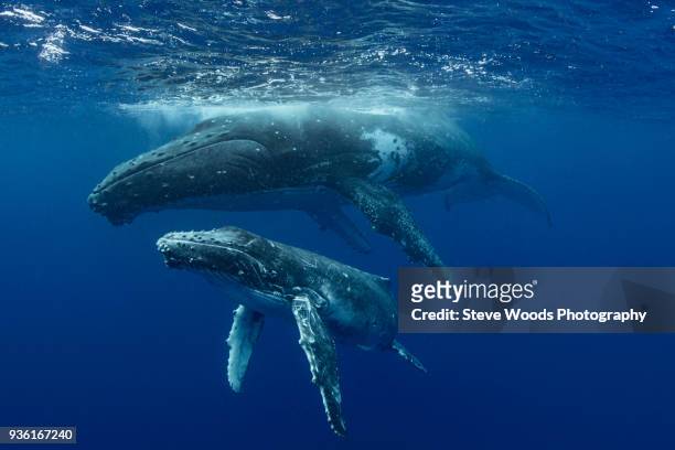 humpback whale (megaptera novaeangliae) and calf in the waters of tonga - animal family stock pictures, royalty-free photos & images