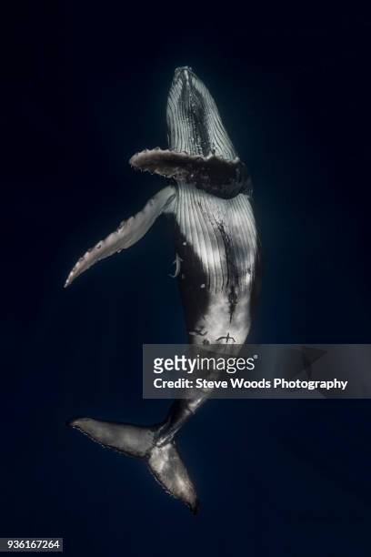humpback whale (megaptera novaeangliae) in the waters of tonga - whale photos et images de collection