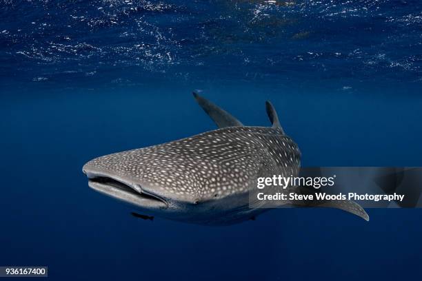 whale shark in the waters of tonga - walvishaai stockfoto's en -beelden