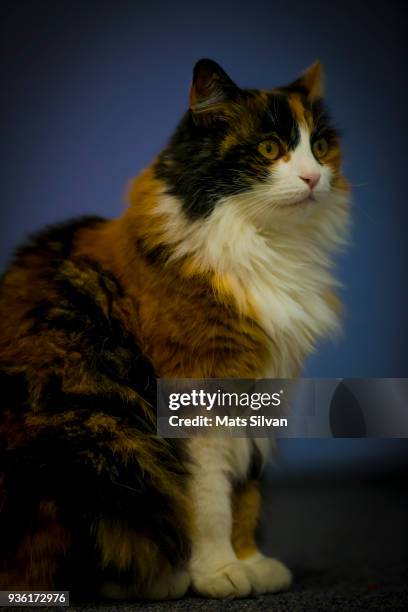 portrait of cat against blue background - exotic longhair - fotografias e filmes do acervo