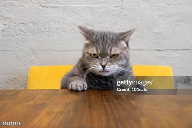 chat en colère - rage photos et images de collection