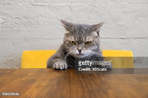 4,646 Pissed Off Cat Photos and Premium High Res Pictures - Getty Images