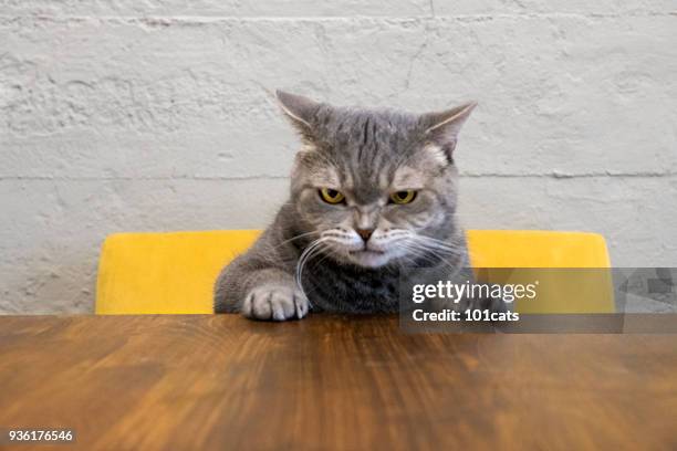 arg katt - ilska bildbanksfoton och bilder