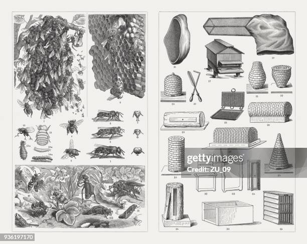 ilustraciones, imágenes clip art, dibujos animados e iconos de stock de apicultura, grabados en madera, publicado en 1897 - apicultura