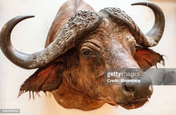 The mounted head of a hunted buffalo hangs on display inside the Joh. Springer's Erben Handels rifle and hunting supplies store in Vienna, Austria,...