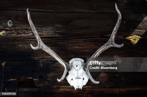 An antler trophy hangs on the outside wall of the hunting lodge of Heinrich Bubna-Litic, forest owner and hunter, near the village of Stanz im...