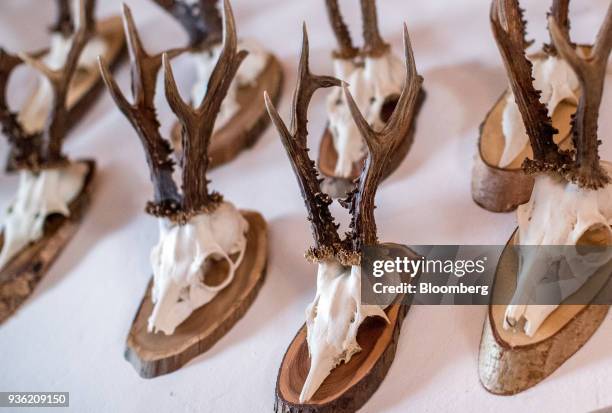 Antler trophys hang on the wall inside the hunting lodge of Heinrich Bubna-Litic, forest owner and hunter, near the village of Stanz im Muerztal in...