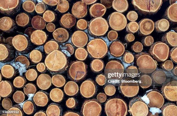 Freshly cut larch wood logs sit piled outside the hunting lodge of Heinrich Bubna-Litic, forest owner and hunter, near the village of Stanz im...