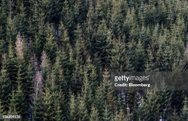 Trees stand in the spruce and fir forest of Heinrich Bubna-Litic, forest owner and hunter, near the village of Stanz im Muerztal in the province of...