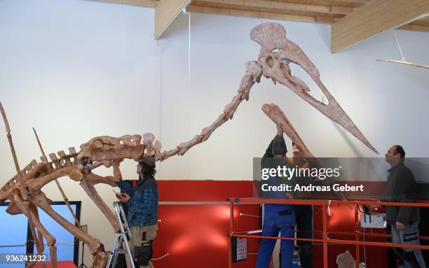 Museum workers prepare a representation of what museum officials claim is the world's biggest discovered winged dinosaur prior to its exhibition at...