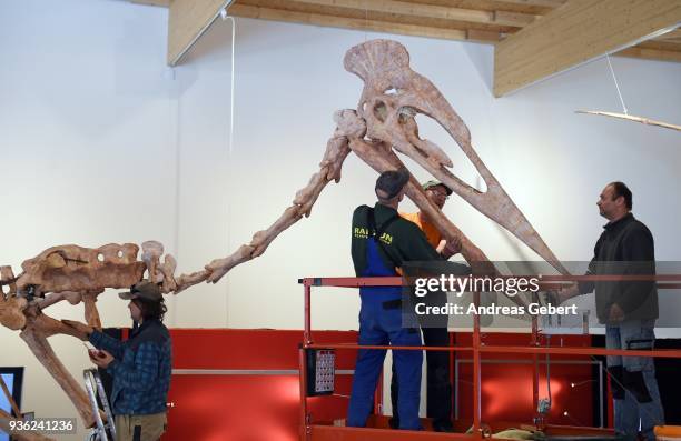 Museum workers prepare a representation of what museum officials claim is the world's biggest discovered winged dinosaur prior to its exhibition at...