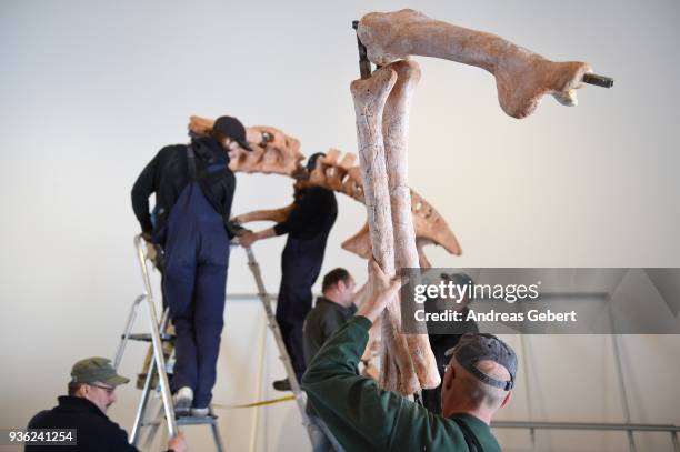 Museum workers prepare a representation of what museum officials claim is the world's biggest discovered winged dinosaur prior to its exhibition at...